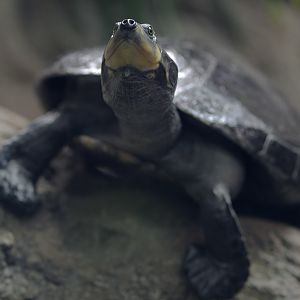 Yellow-spotted Amazon river turtle