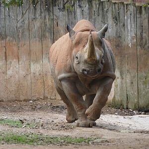 Orange rhino, December 2019