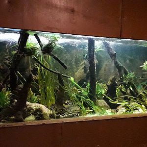 Angel fish in the Clore 4 December 2019