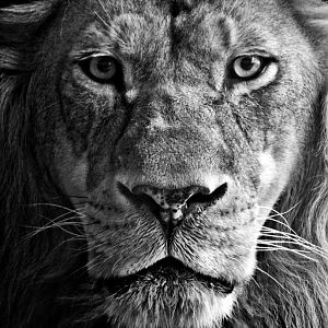 Jan. 2015 - Lion (Themba) - Milwaukee County Zoo