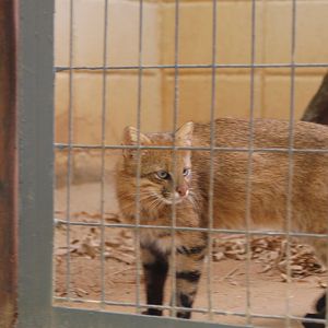 Female pampas cat