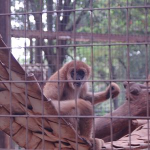 Young male muriqui with older female nearby