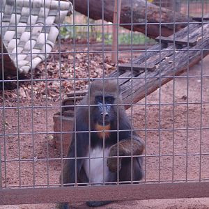 Mel the mandrill