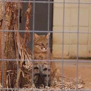 Female pampas cat