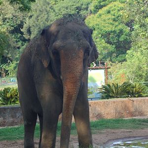 Raisa , cow Asiatic elephant