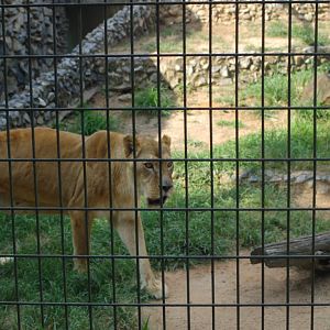 Suzi the lionness on the prowl