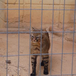 Aré , the male pampas cat