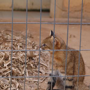 Pampas cat