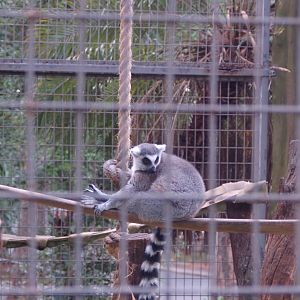 Ring tailed lemur