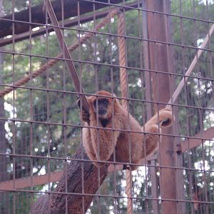 Young female muriqui