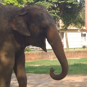 Asiatic elephant cow Raisa