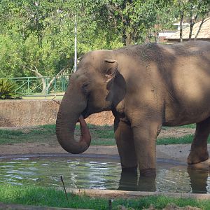Sandro , Asiatic elephant bull