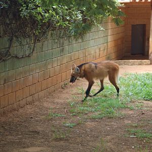 Older male maned wolf