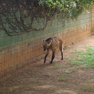 Maned wolf