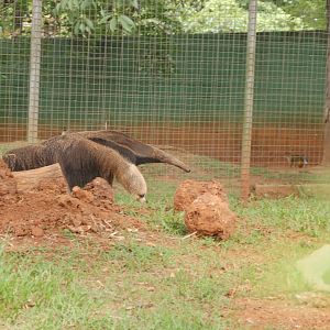 Giant anteater