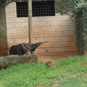 Giant anteater smelling its surroundings