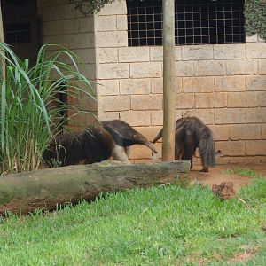 Giant anteater breeding pair