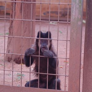 Black horned capuchin monkey