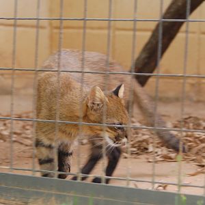 Female pampas cat on the move