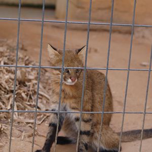 Female pampas cat at rest