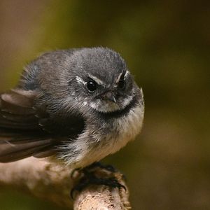 Norfolk Island Grey Fantail - Rhipidura albiscapa pelzelni