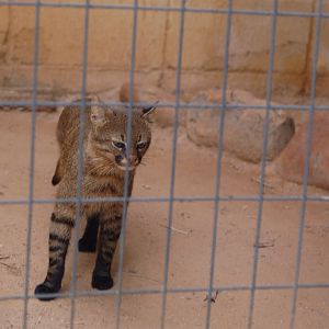 Male pampas cat