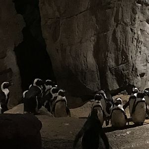 African Penguins-Denver Zoo