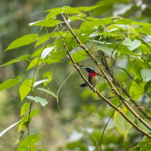 Fork-tailed sunbird, Aethopyga christinae