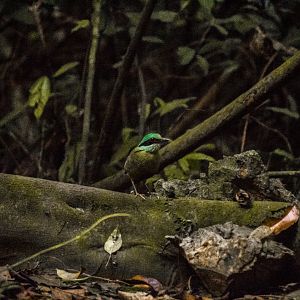 Bar-bellied pitta, Hydrornis elliotii