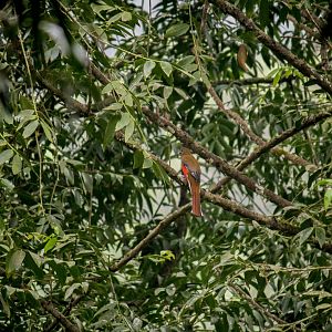 Red-headed trogon, Harpactes erythrocephalus
