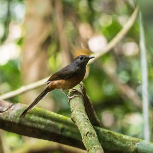 White-rumped shama, Copsychus malabaricus