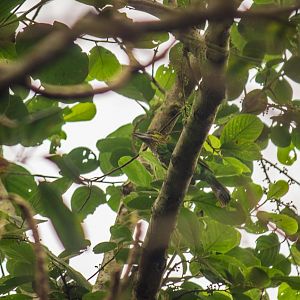 Green-eared barbet, Psilopogon faiostrictus