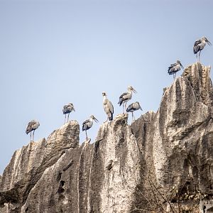 Asian openbills, Anastomus oscitans