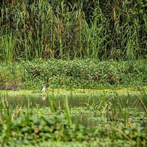 Chinese pond heron, Ardeola bacchus
