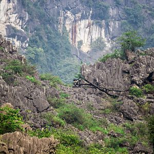 Delacour's langurs, Trachypithecus delacouri
