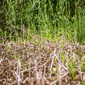 Grey-headed lapwing, Vanellus cinereus