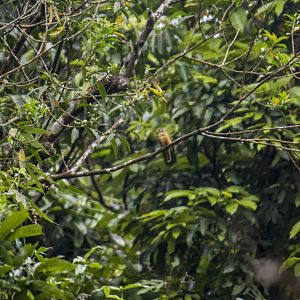 Ferruginous flycatcher, Muscicapa ferruginea
