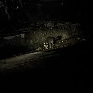 Burmese ferret-badger, Melogale personata