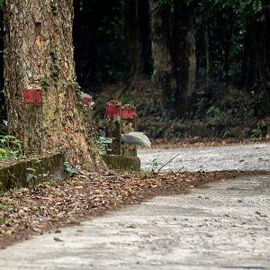 Silver pheasant, Lophura nycthemera beli