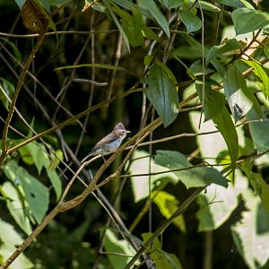 Indochinese yuhina, Yuhina torqueola