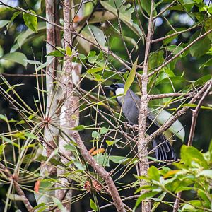 Black-throated laughingthrush, Pterorhinus chinensis