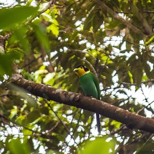 Long-tailed broadbill, Psarisomus dalhousiae