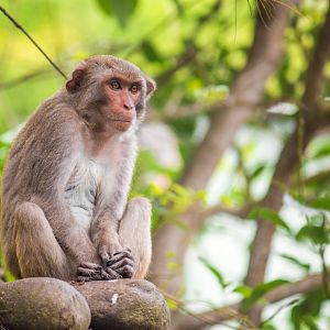 Rhesus macaque, Macaca mulatta