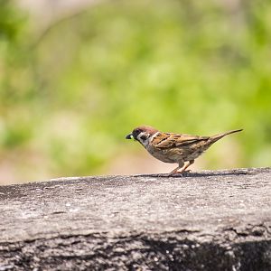 Eurasian tree sparrow, Passer montanus