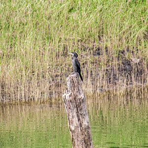 Little cormorant, Microcarbo niger