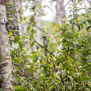 Black-headed sibia, Heterophasia desgodinsi robinsoni