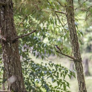 Burmese shrike, Lanius collurioides