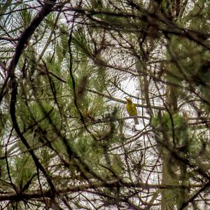 Black-naped oriole, Oriolus chinensis