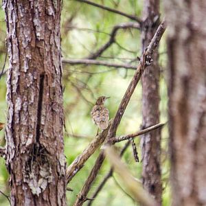 Scaly thrush, Zoothera dauma