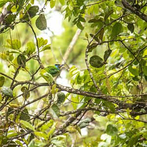 Indochinese barbet, Psilopogon annamensis